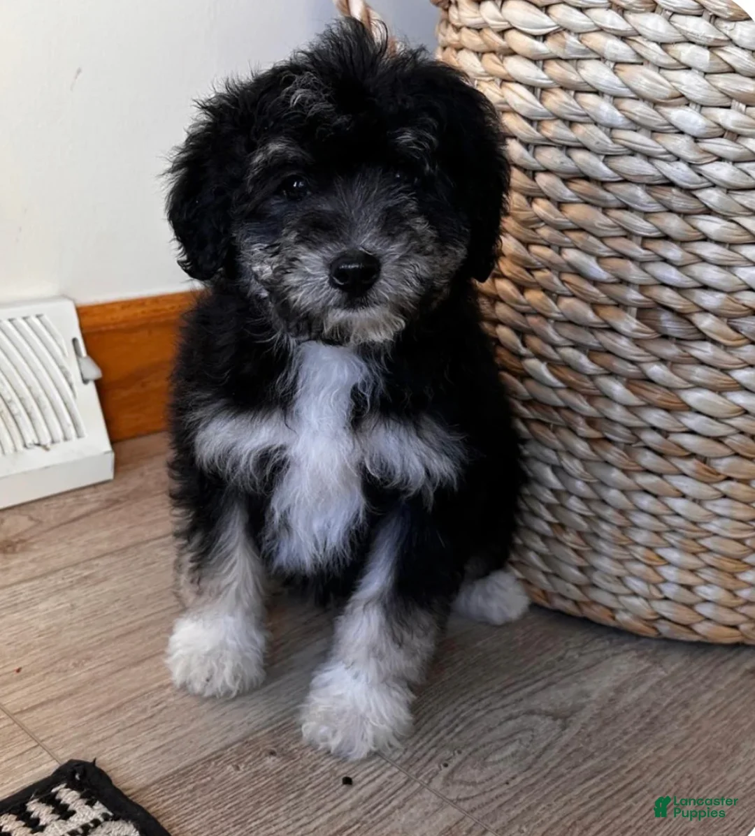 Bernedoodle dogs for sale: LEIA - Ad 2
