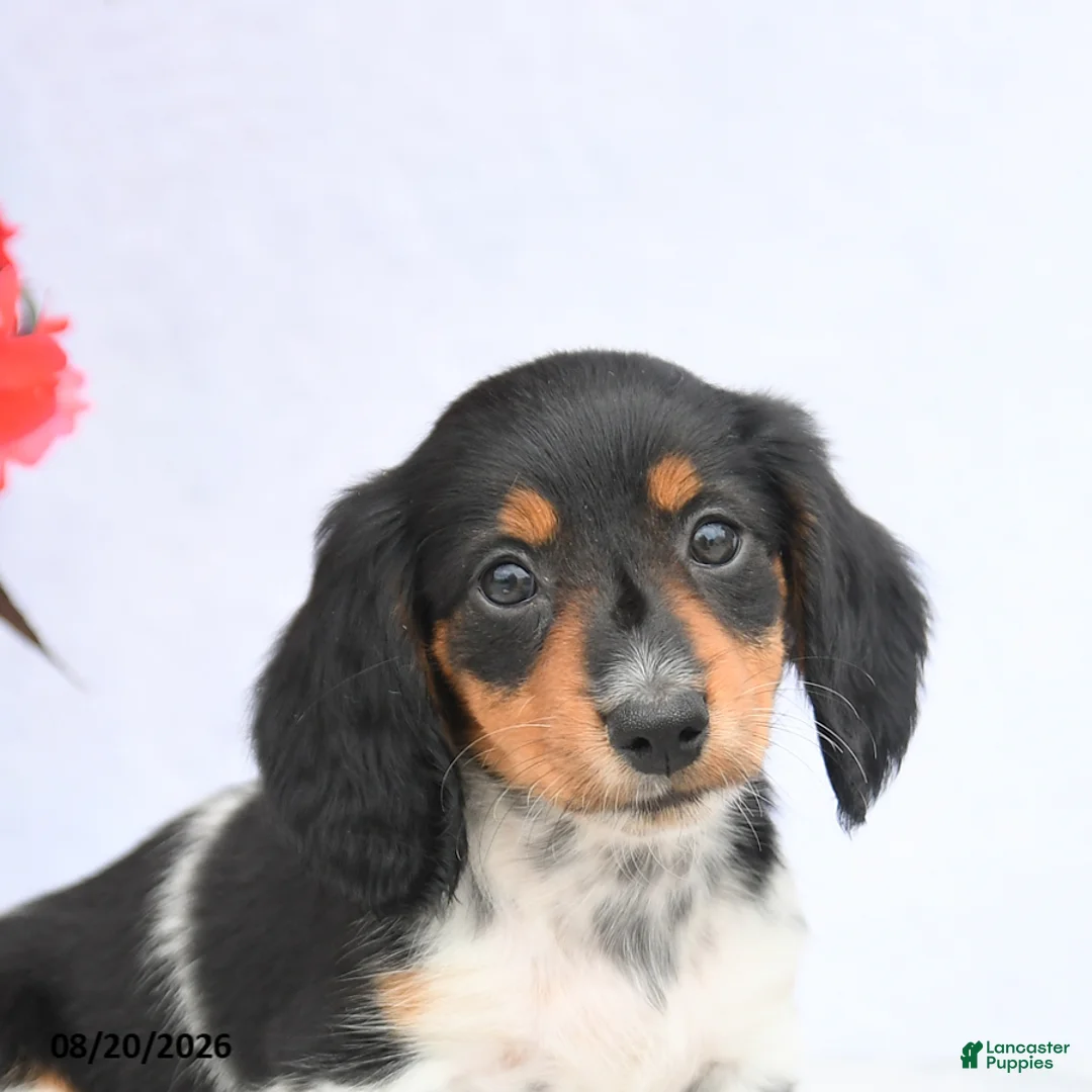 Miniature Dachshund dogs for sale: Honey - Ad 5