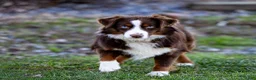 Miniature Australian Shepherd dogs for sale: Jerry - Ad 6
