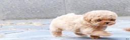 Toy Poodle dogs for sale: Toy Poodle 1 - Ad 12