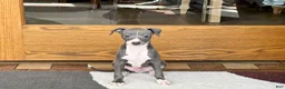 Italian Greyhound dogs for sale: Pj - Ad 8