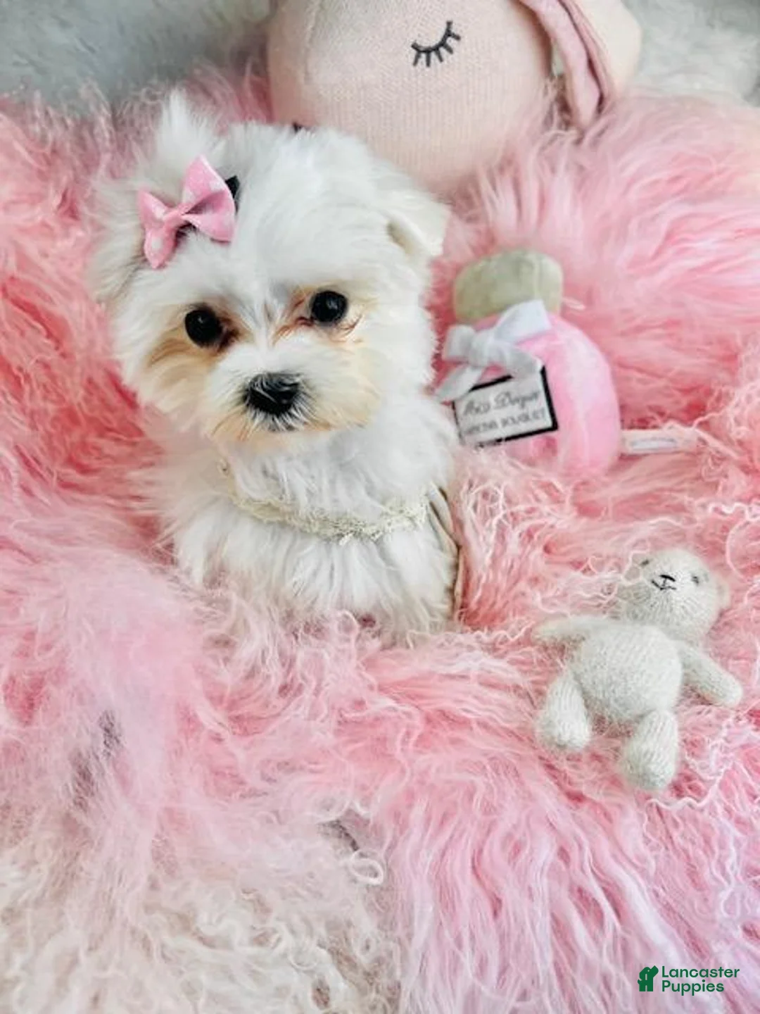 Maltese dogs for sale: Maltese Puppy 1 - Ad 2