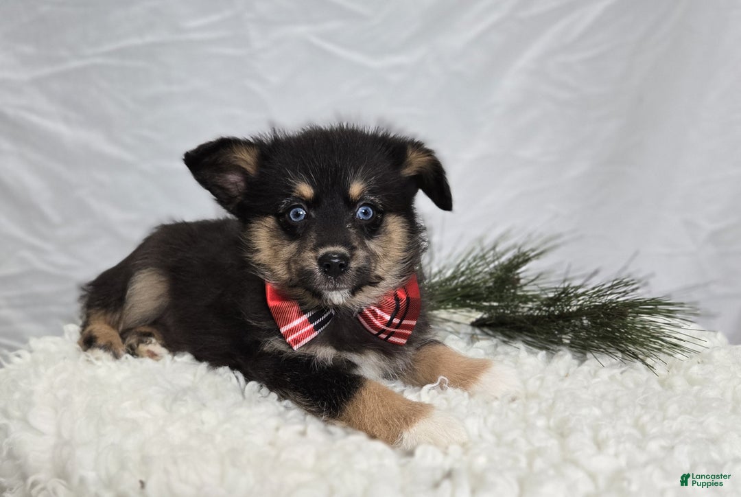 Pomapoo dogs for sale: Lance - Ad 5