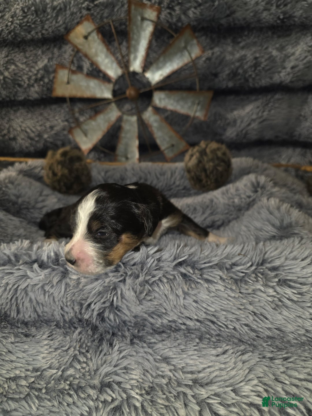 Bernedoodle dogs for sale: Bernedoodle Puppy 10 - Ad 1
