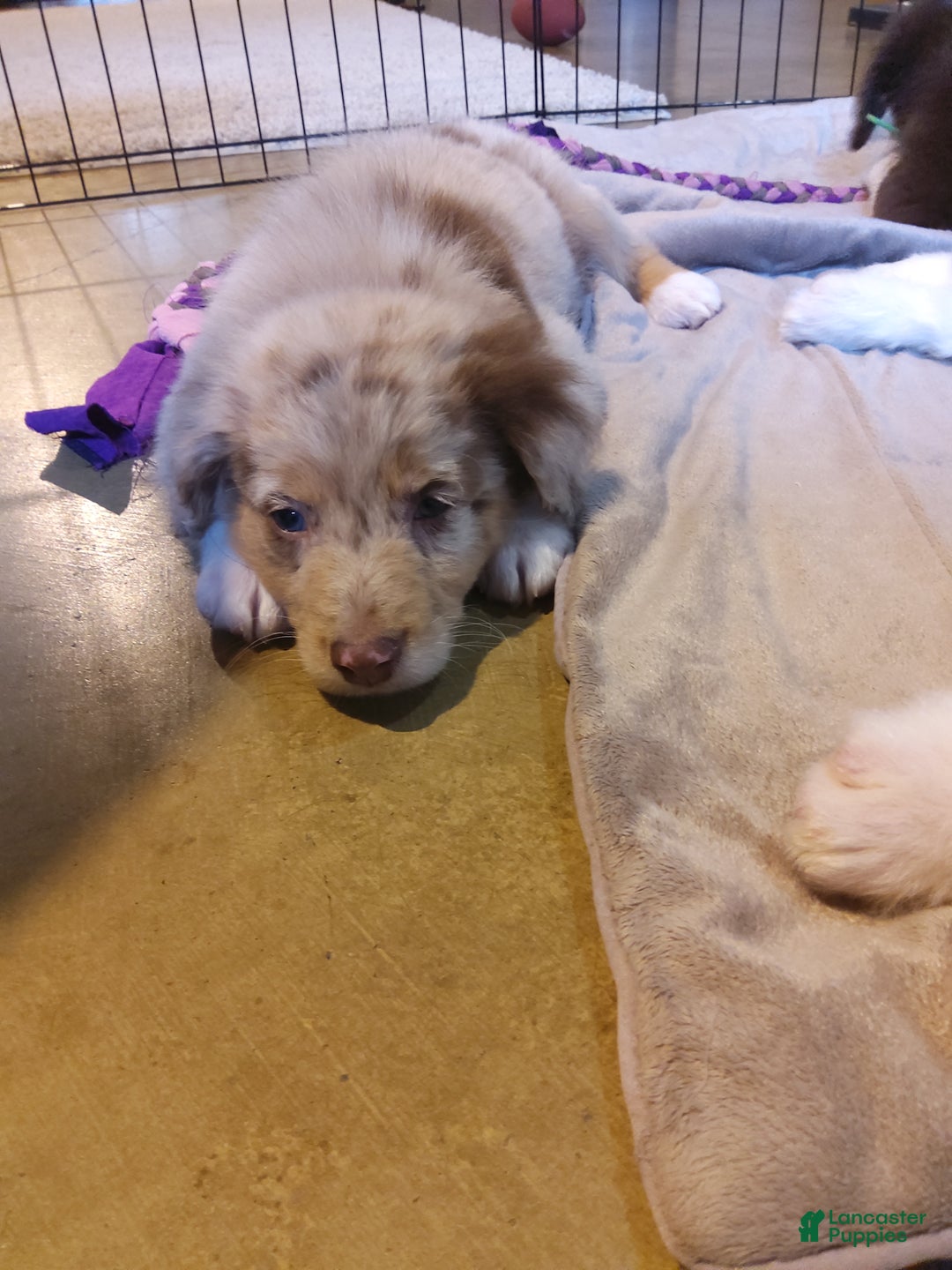 Aussiedoodle dogs for sale: Flo - Ad 4