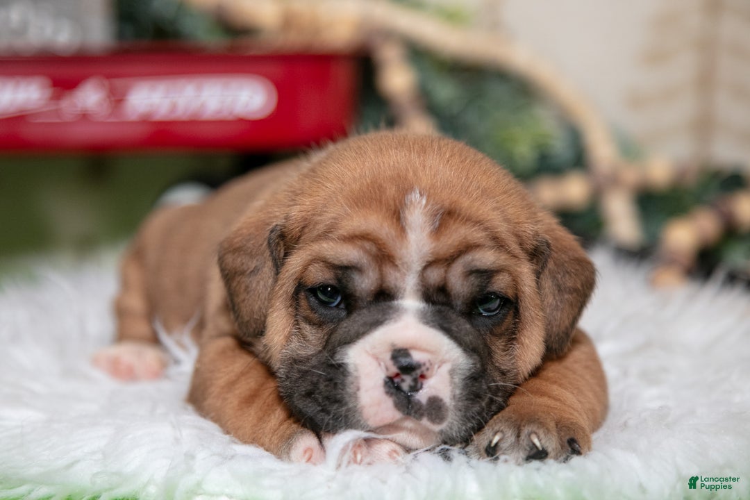 Mixed Breed dogs for sale: Cody - Ad 2