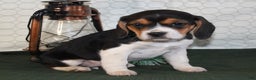 Beagle dogs for sale: Macy - Ad 6