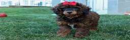 Miniature Poodle dogs for sale: MARSHALL - Ad 10