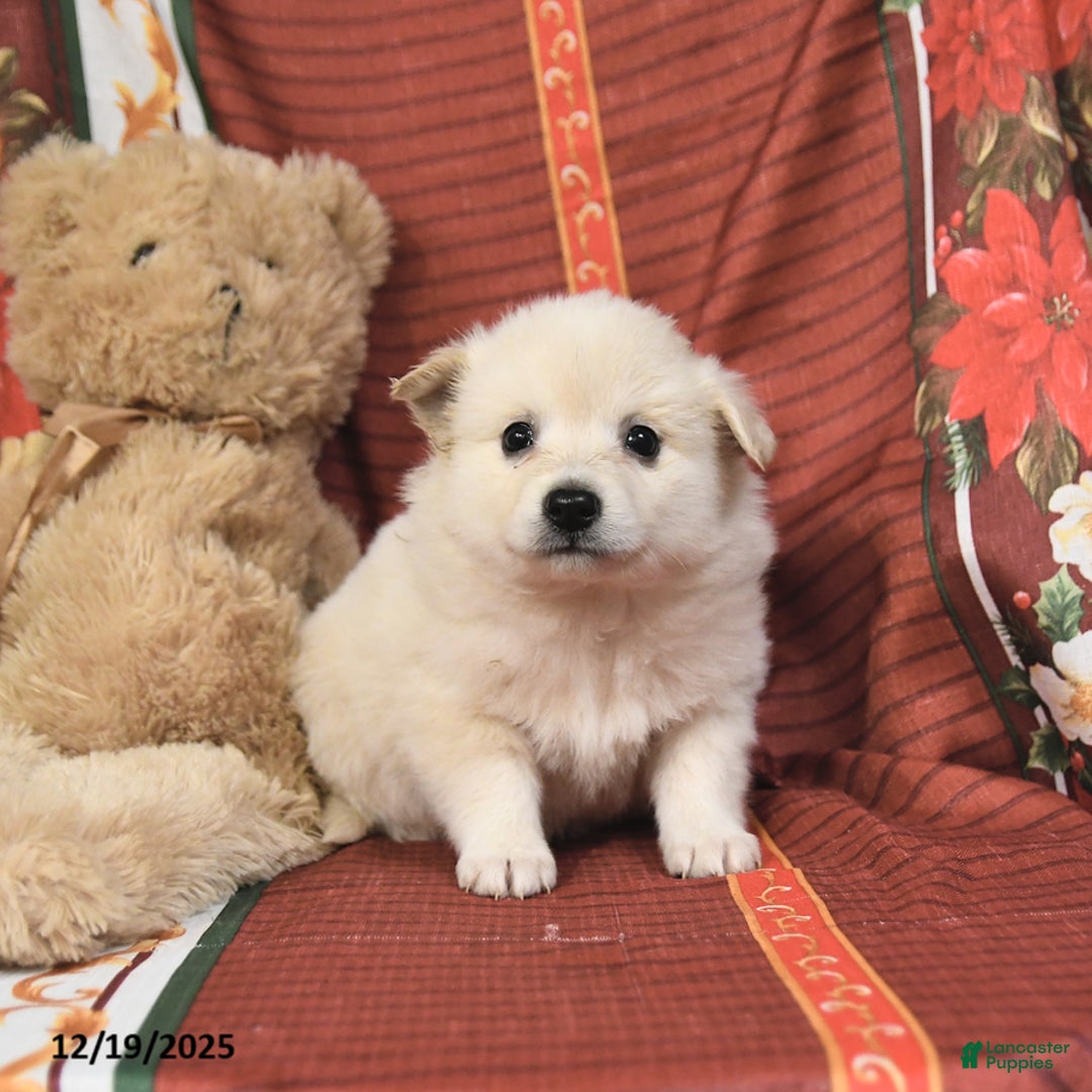 American Eskimo dogs for sale: Bubbles - Ad 2