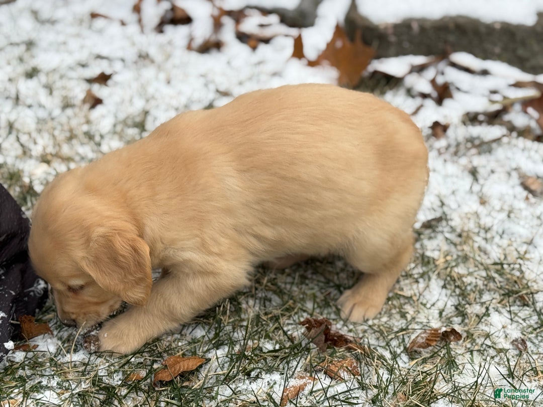 Golden Retriever dogs for sale: Susie - Ad 10
