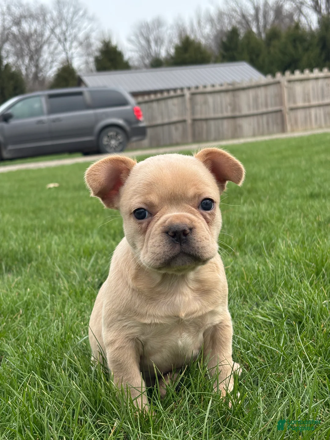 French Bulldog dogs for sale: Heidi - Ad 4