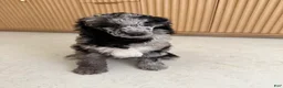 Standard Poodle dogs for sale: Bluejay - Ad 7