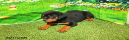 Rottweiler dogs for sale: Pebbles - Ad 3