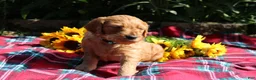 Mixed Breed dogs for sale: Simon- Irish Goldendoodle  - Ad 9