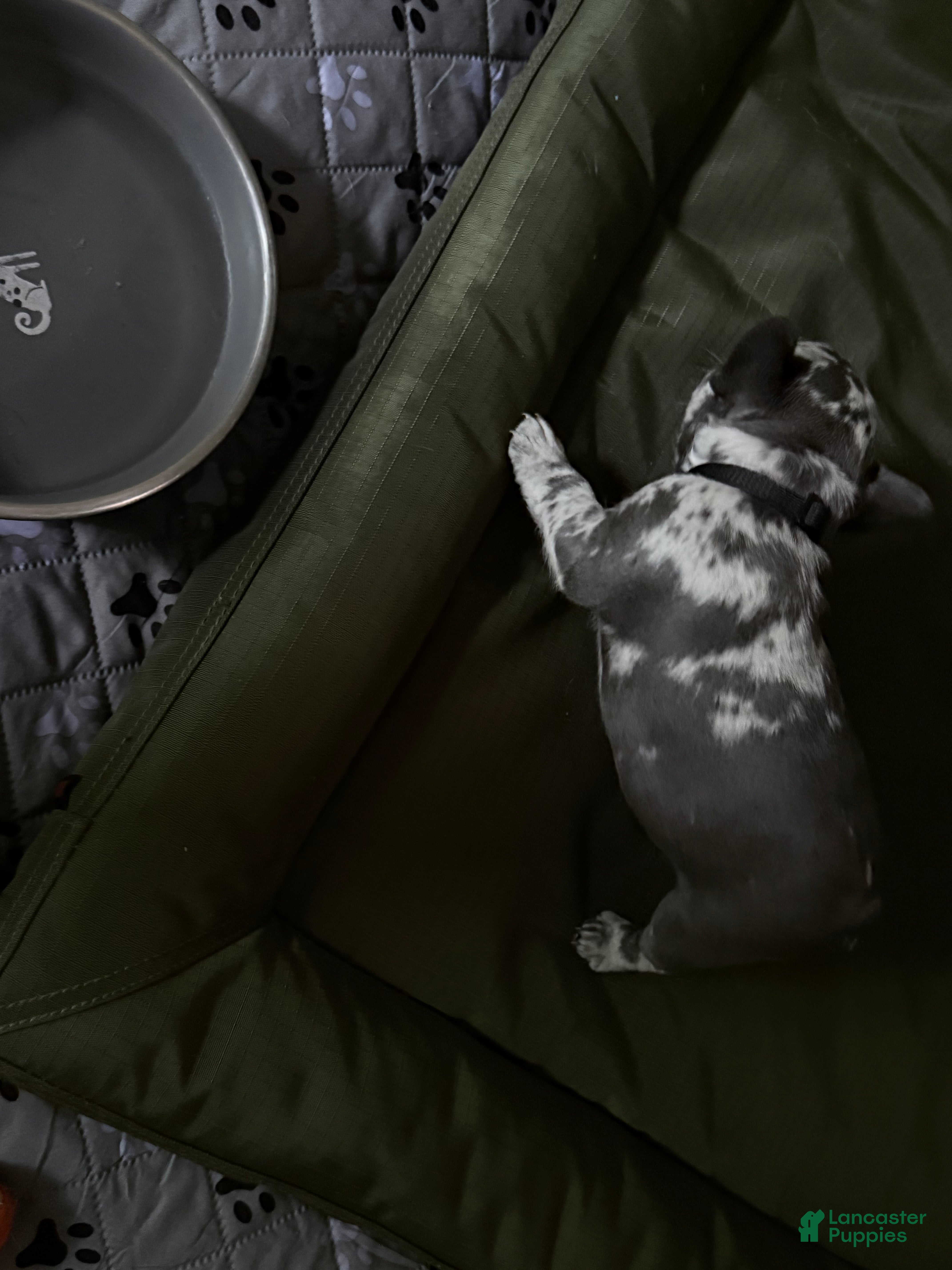 French Bulldog dogs for sale: French Bulldog 5 - Ad 4
