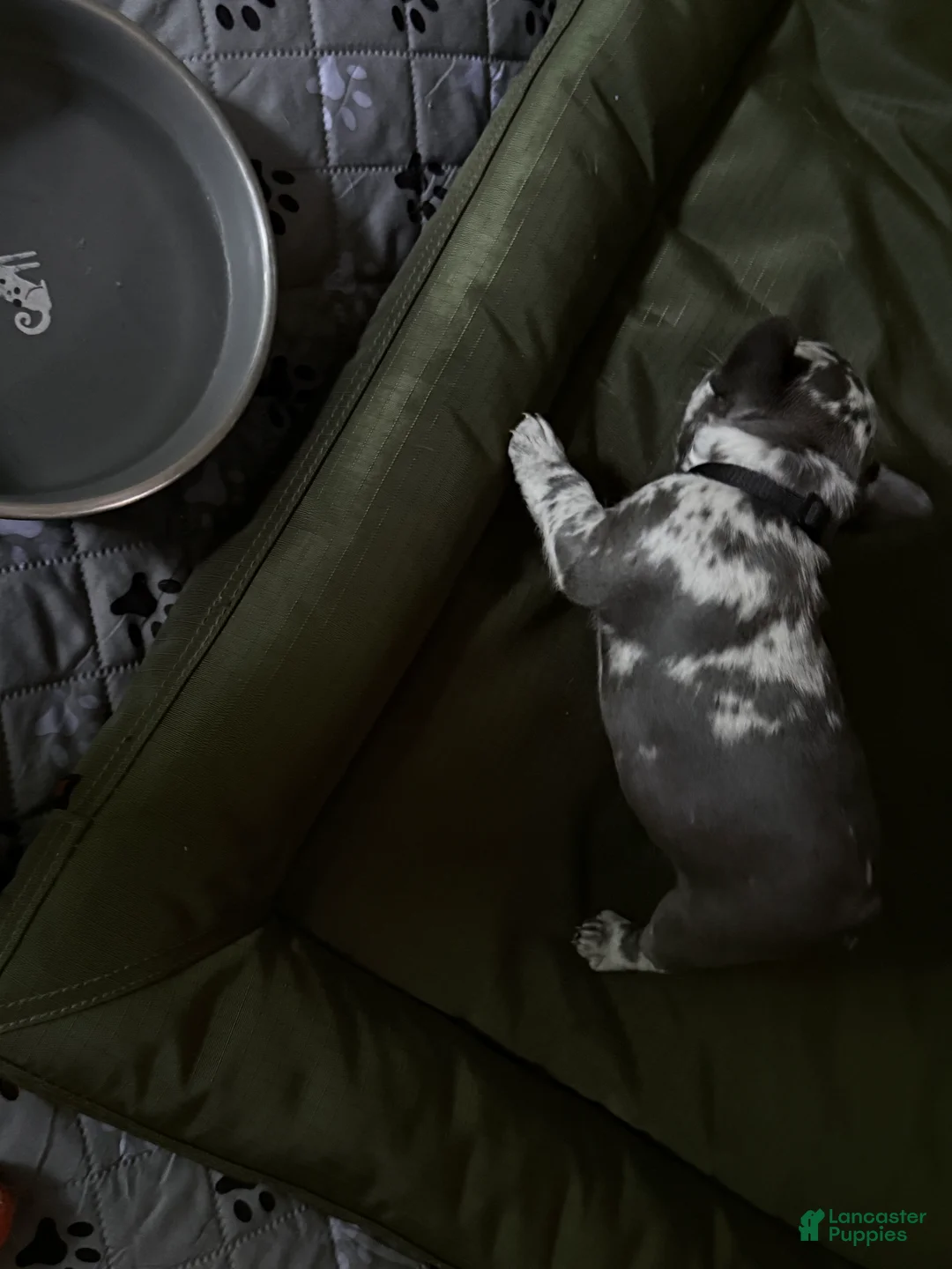 French Bulldog dogs for sale: French Bulldog 5 - Ad 1