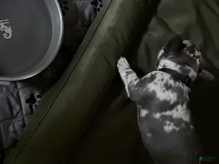 French Bulldog dogs for sale: French Bulldog 5 - Ad 4