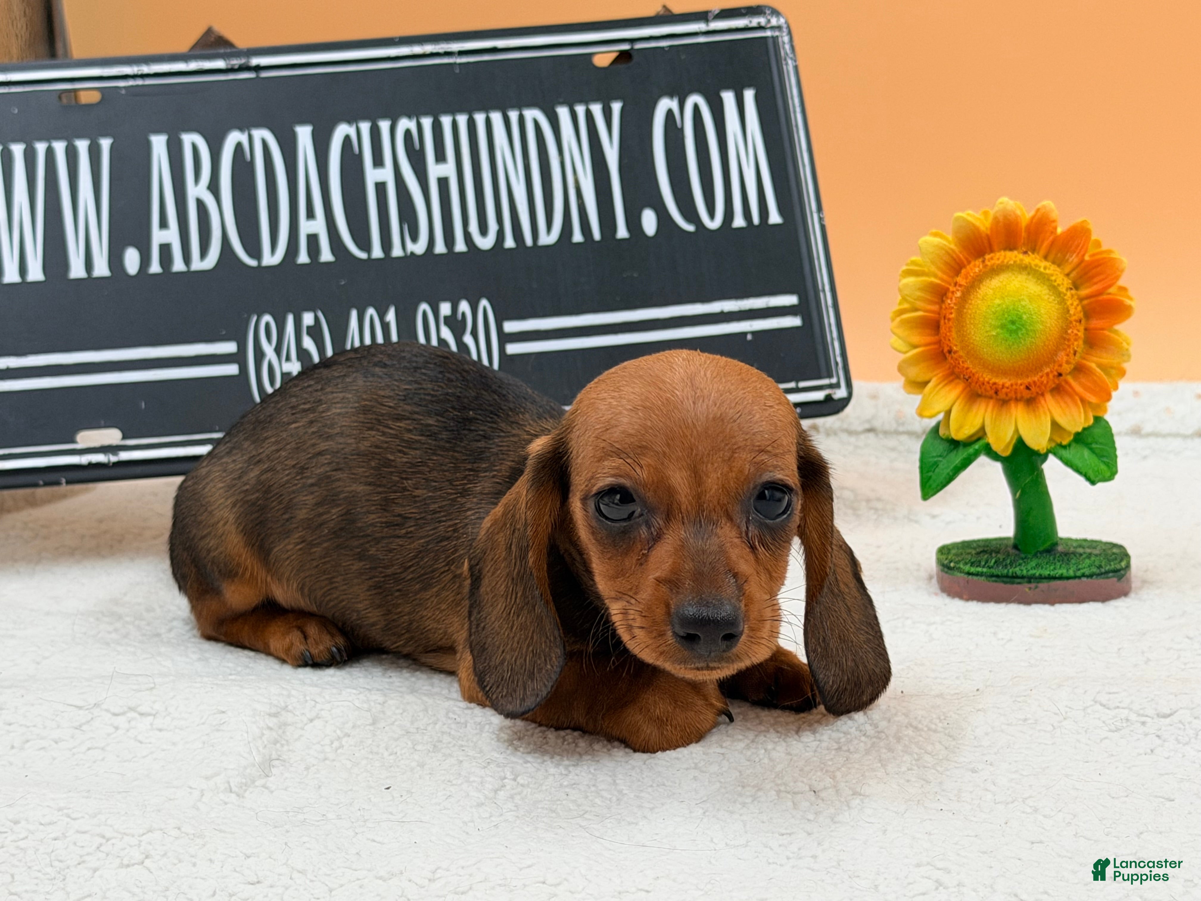 Miniature Dachshund dogs Red smooth Russian girl - Ad 21