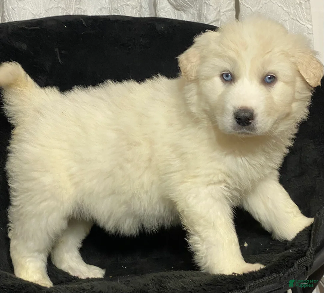 Great Pyrenees dogs for sale: Gina - Ad 3