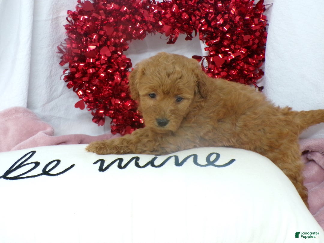 Goldendoodle dogs for sale: Brinn - Ad 2