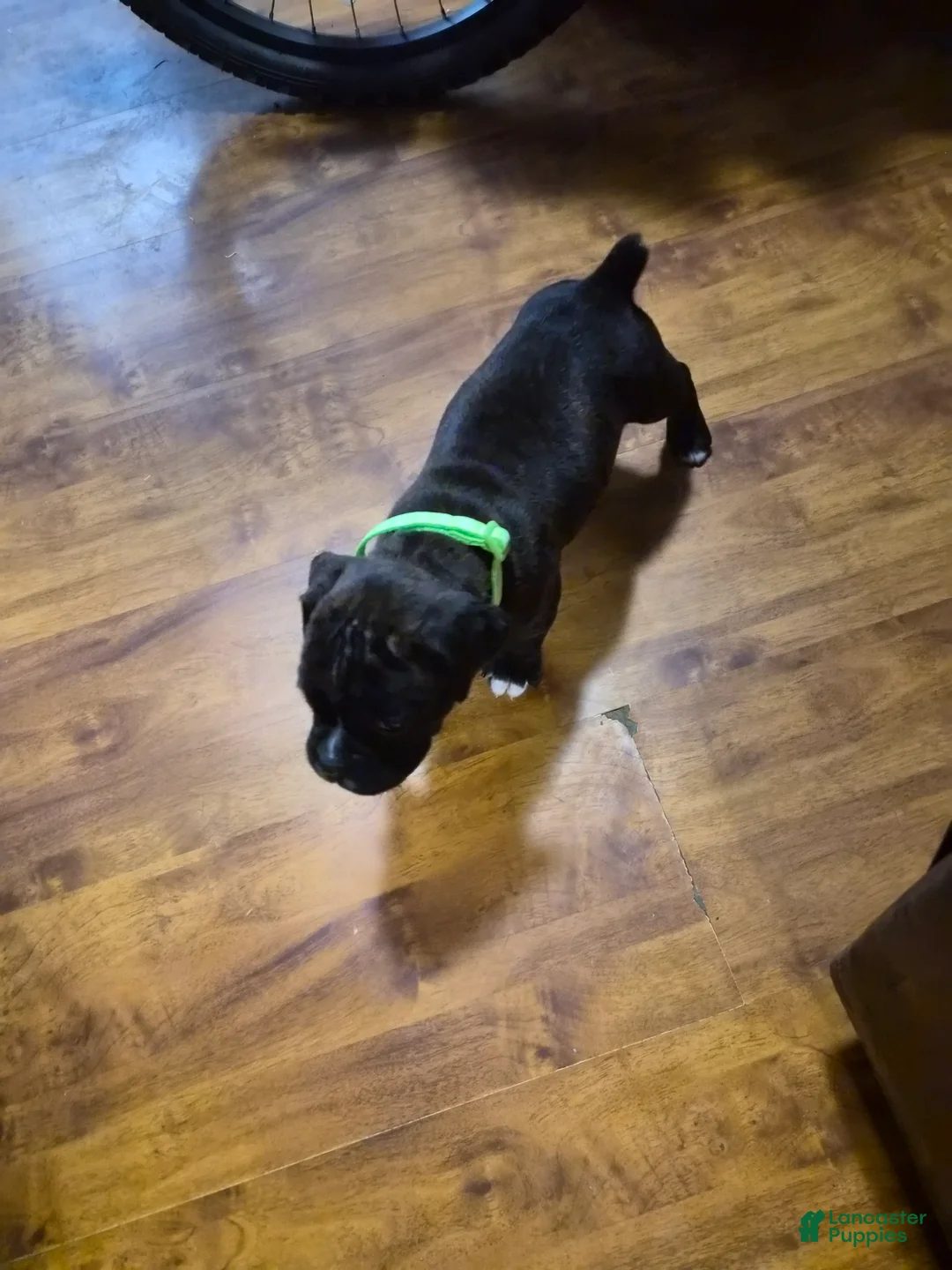 Boxer dogs for sale: Green - Ad 1