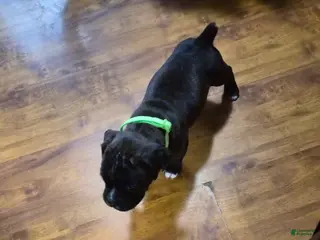 Boxer dogs Green - Ad 4