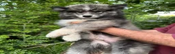 Siberian Husky dogs for sale: Wooly Blackie Boy  - Ad 2