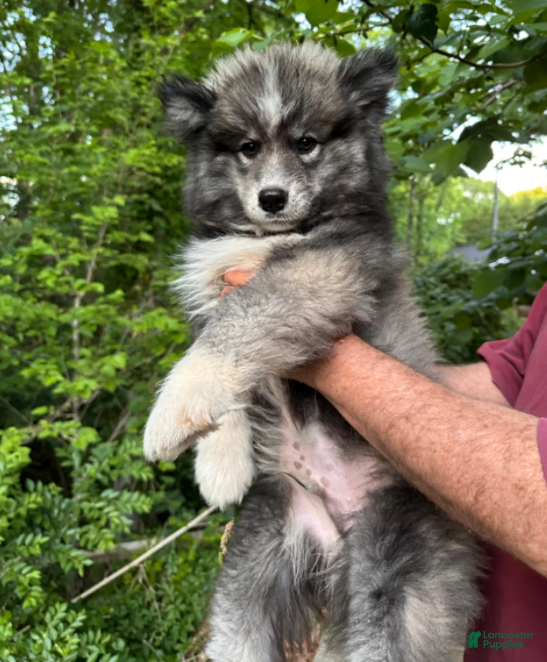 Siberian Husky dogs for sale: Wooly Blackie Boy  - Ad 2