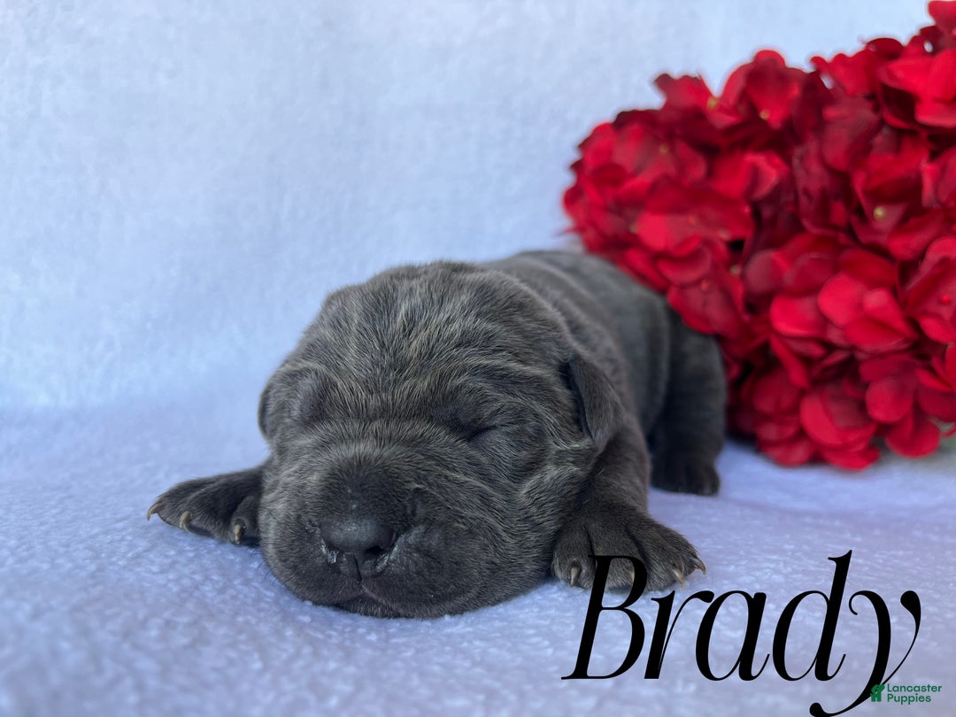 Cane Corso dogs for sale: Brady - Ad 4