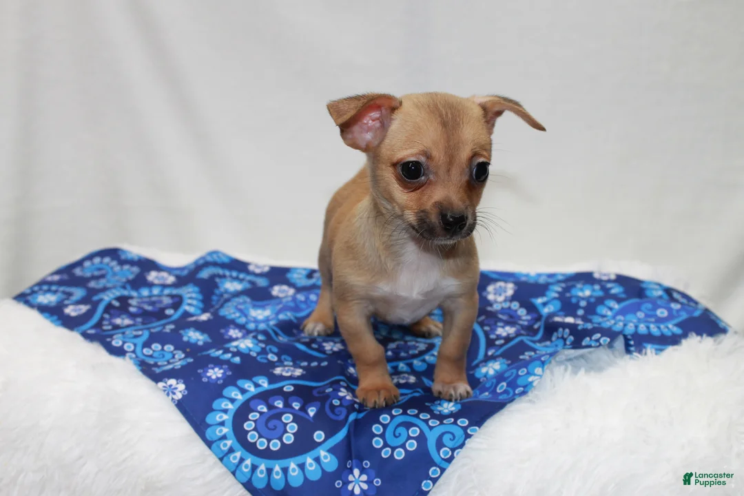 Chihuahua dogs for sale: Chihuahua 1 - Ad 2