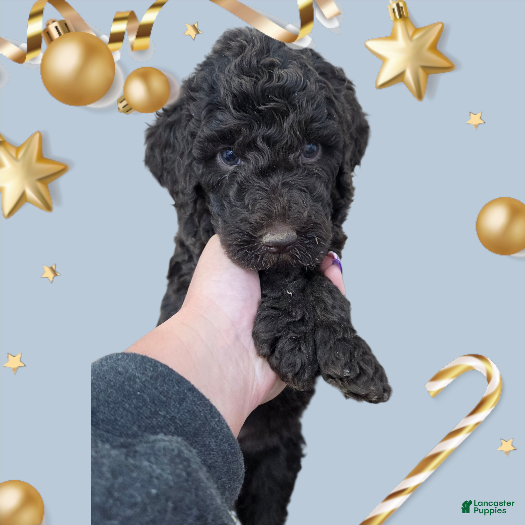 Standard Poodle dogs Standard Poodle Puppy 6 - Ad 20