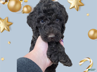 Standard Poodle dogs Standard Poodle Puppy 6 - Ad 21