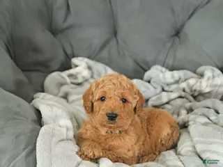 Mini Goldendoodle dogs Valentine - Ad 29