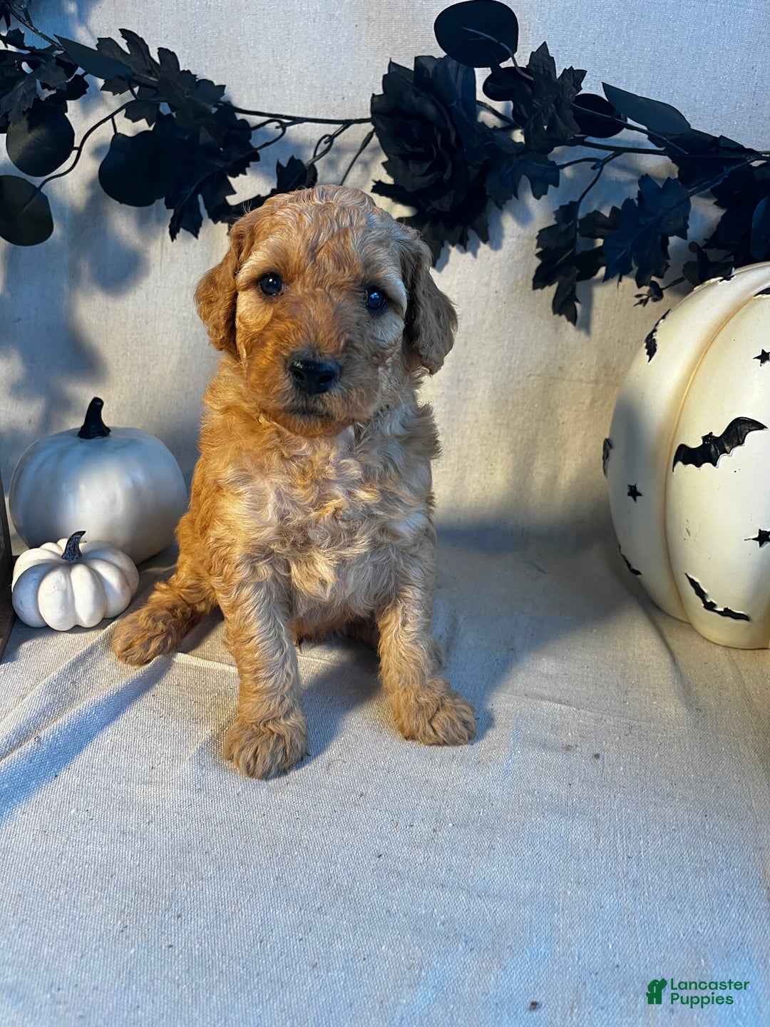 Goldendoodle dogs for sale: Dark Green- Little Dan - Ad 3