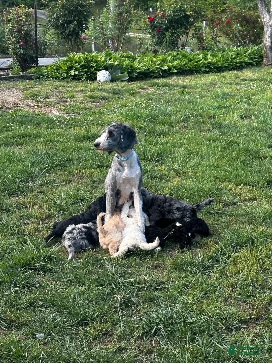 Mixed Breed dogs for sale: Rose  - Ad 8