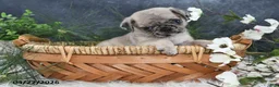 Pug dogs for sale: Gus - Ad 4