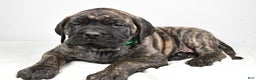 English Mastiff dogs for sale: Shawn - Ad 2