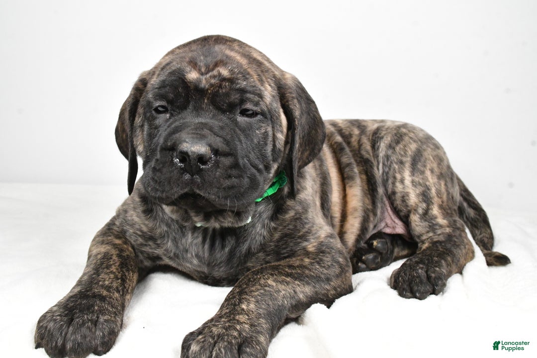 English Mastiff dogs for sale: Shawn - Ad 2