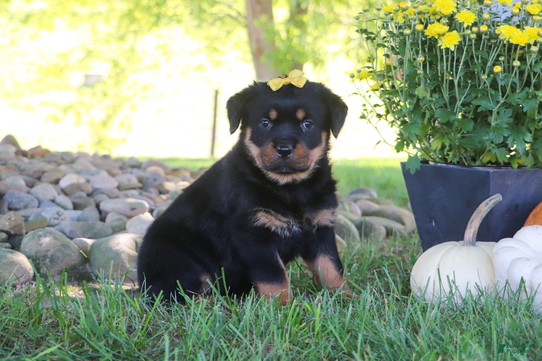 Rottweiler dogs Oakley - Ad 1