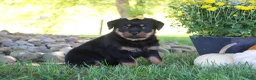 Rottweiler dogs for sale: Oakley - Ad 1