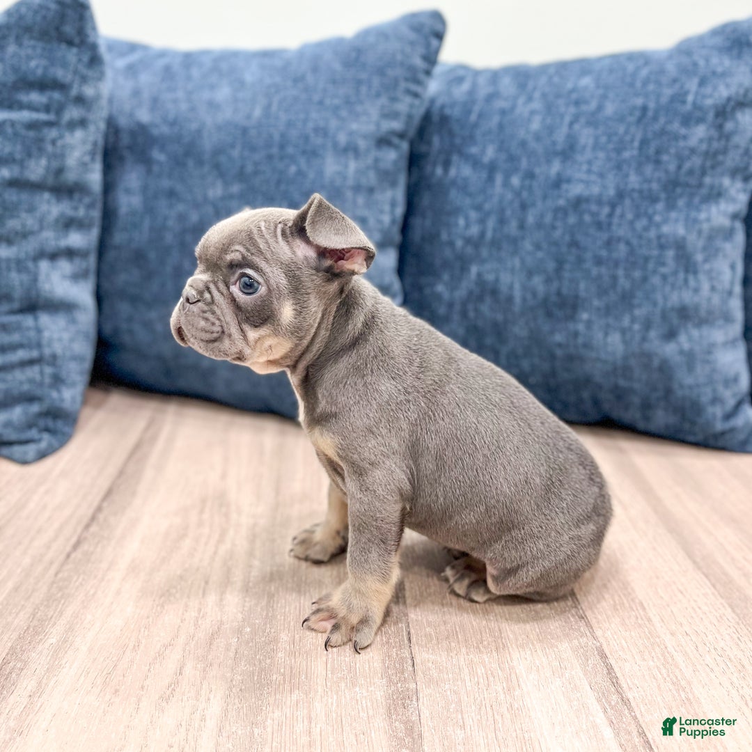 Mixed Breed dogs for sale: Paris - Ad 7