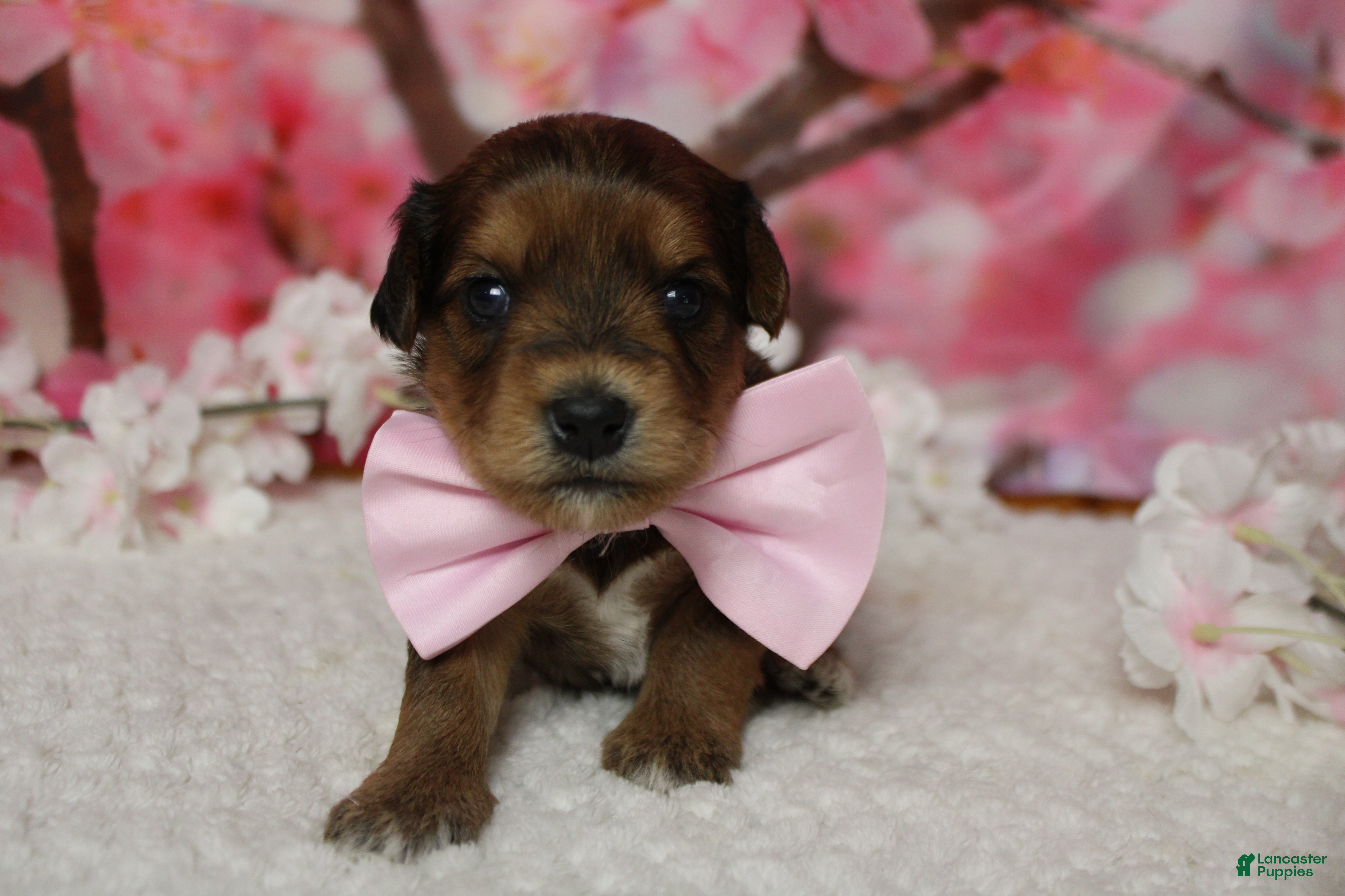 Yorkiepoo dogs Boris  - Ad 4