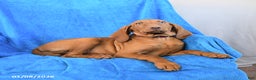 Vizsla dogs for sale: Riva - Ad 2