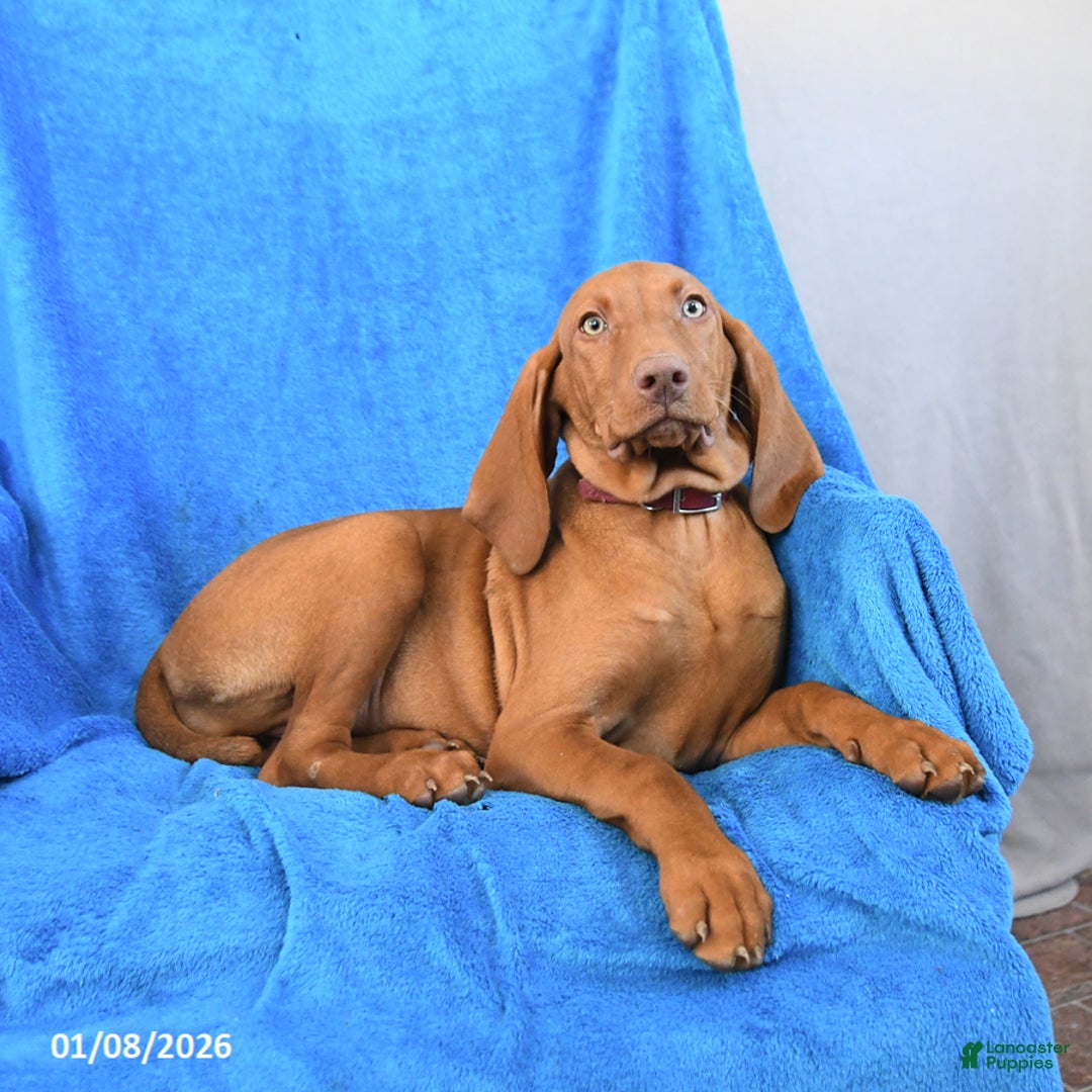 Vizsla dogs for sale: Riva - Ad 2