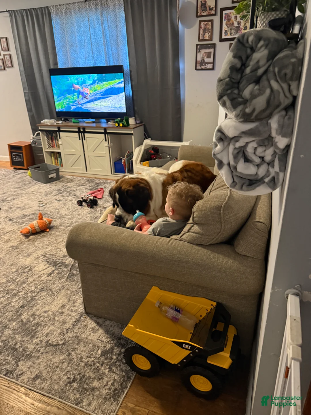 Saint Bernard dogs for sale: Saint Bernard Puppy 1 - Ad 7