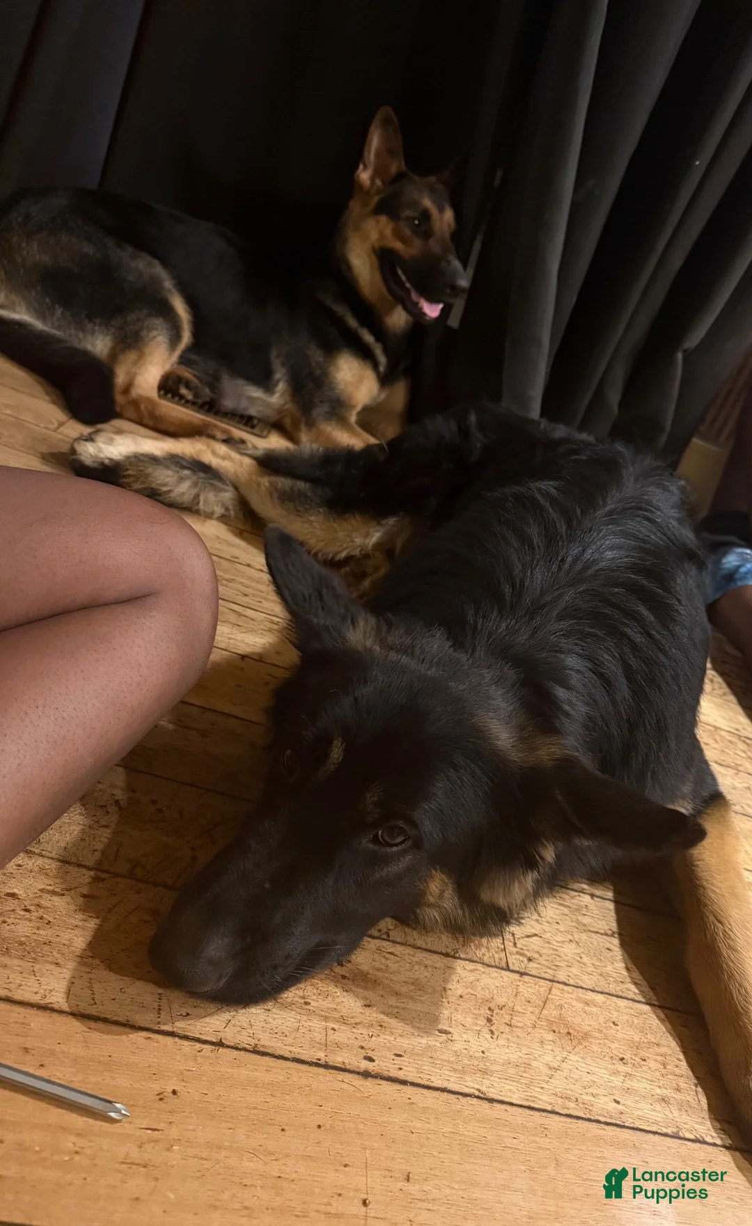 German Shepherd dogs for sale: Lila - Ad 10