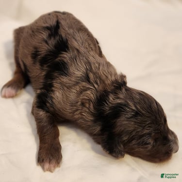 Mini Aussiedoodle dogs Misty Female Blue Merle - Ad 2