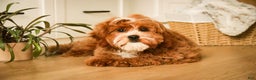 Cavapoo dogs for sale: Kohen - Ad 1