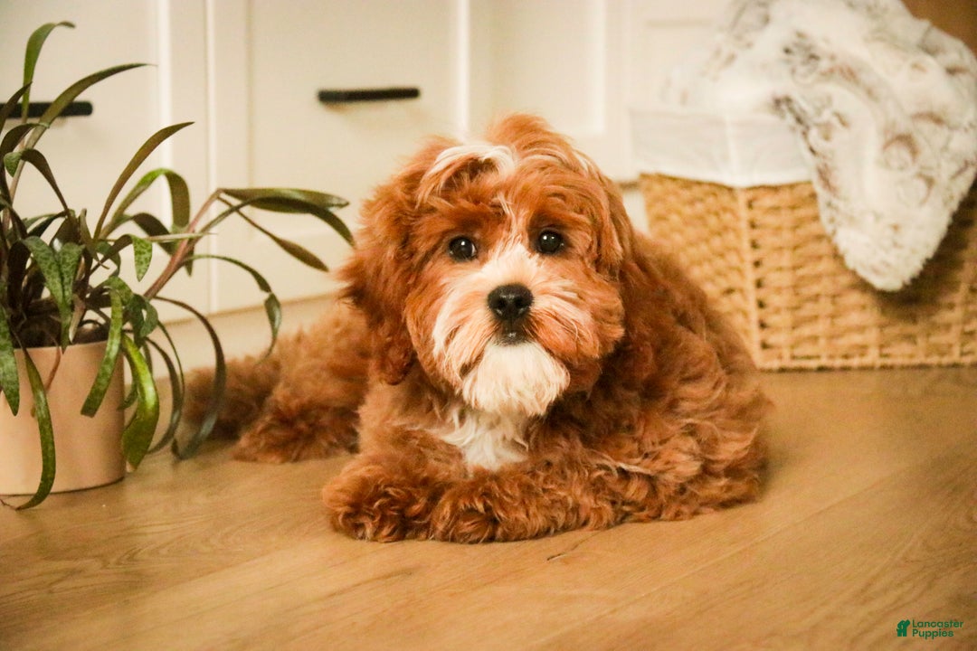 Cavapoo dogs for sale: Kohen - Ad 1