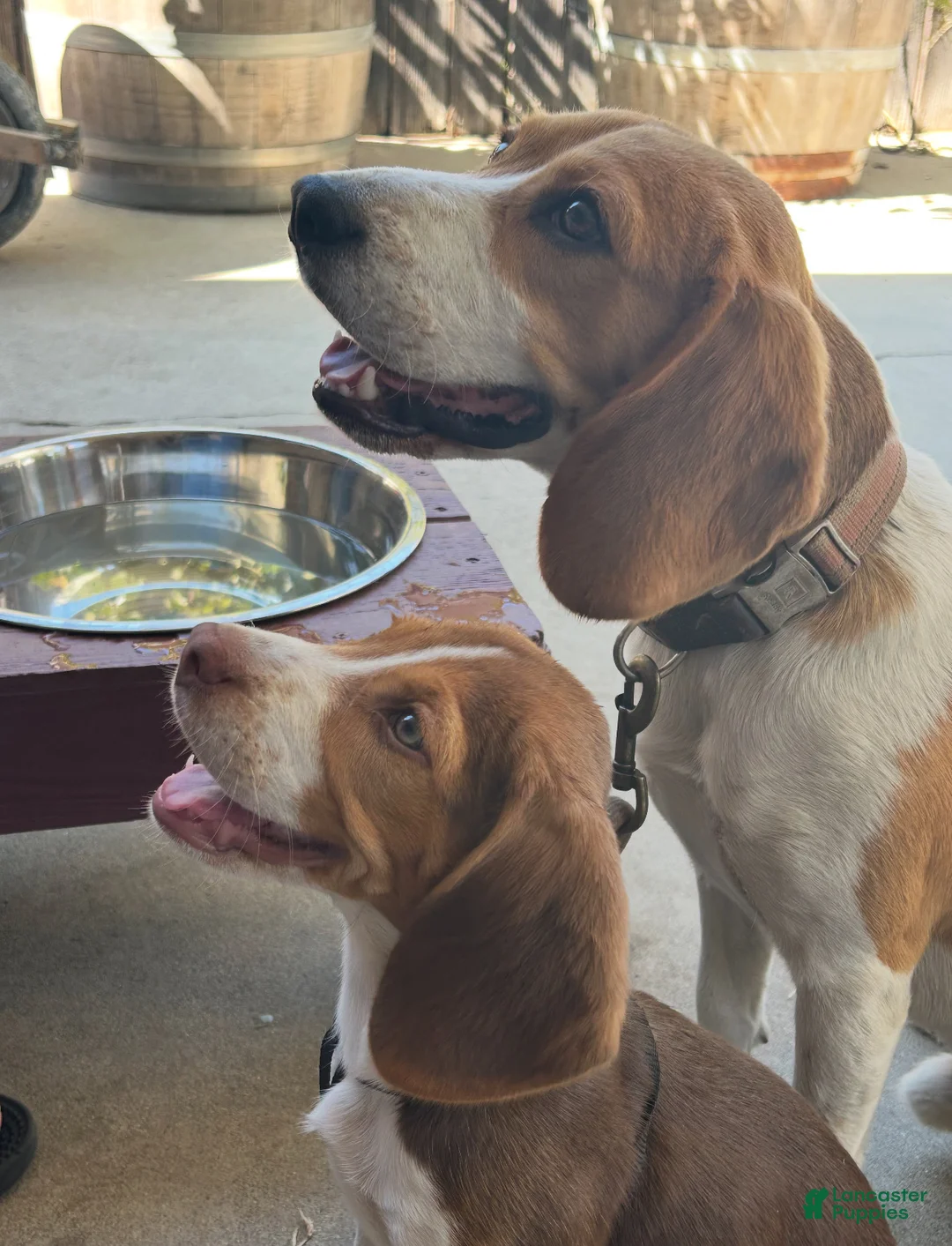 Beagle dogs for sale: Beagle Puppy 6 - Ad 15